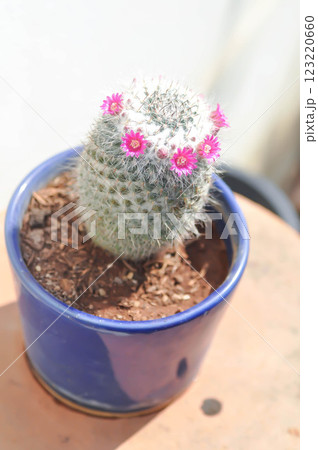 Mammillaria carmenae ,Mammillaria or cactus or succulent or Mammillaria carmenae with pink flower Mammillaria carmenae ,Mammillaria or cactus or succulent or Mammillaria carmenae with pink flower 123220660