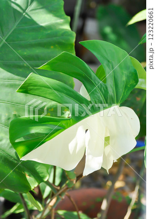 Monstera Albo or Monstera, Herricane plant or Swiss cheese or bicolor Monstera or white leaf Monstera Albo or Monstera, Herricane plant or Swiss cheese or bicolor Monstera or white leaf 123220661