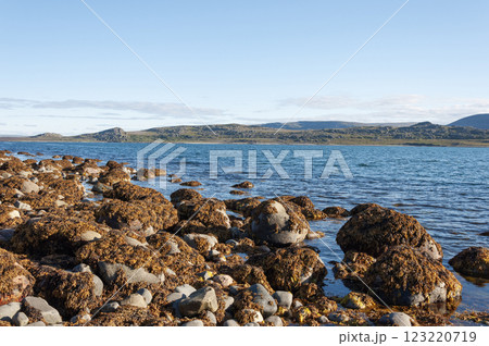 Boulders covered with brown algae 123220719