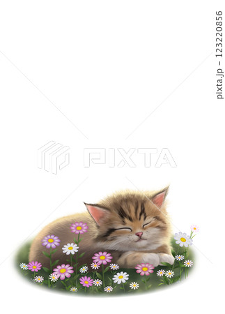 眠っているネコの背景　c-1 123220856