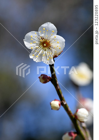 ウメの花 ウメの花 123220895