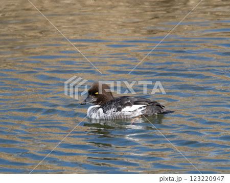 鴨川で泳ぐ雌のホオジロガモ 鴨川で泳ぐ雌のホオジロガモ 123220947