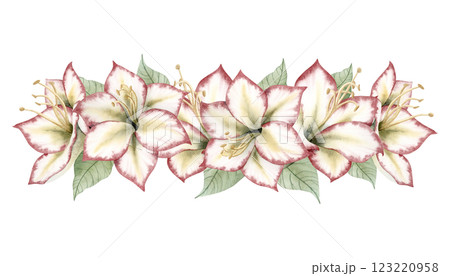 Amaryllis Christmas Flower horizontal banner. White red symbolic winter plant watercolor isolated floral illustration in botanical style. Hippeastrum hand drawn clipart for New Year holidays Amaryllis Christmas Flower horizontal banner. White red symbolic winter plant watercolor isolated floral illustration in botanical style. Hippeastrum hand drawn clipart for New Year holidays 123220958
