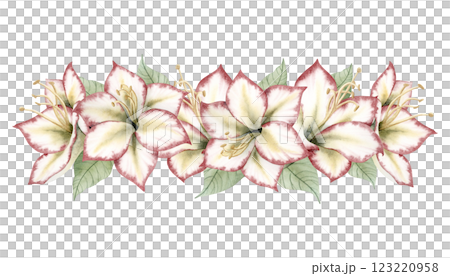 Amaryllis Christmas Flower horizontal banner. White red symbolic winter plant watercolor isolated floral illustration in botanical style. Hippeastrum hand drawn clipart for New Year holidays 123220958