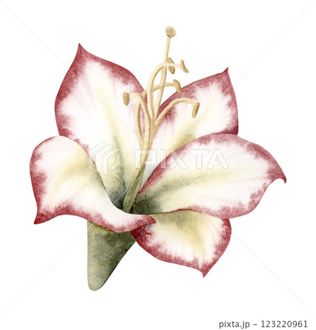 Amaryllis Flower isolated watercolor illustration in botanical style. White red green Hippeastrum symbolic winter plant hand drawn clipart for Christmas and New Year holidays and winter wedding 123220961