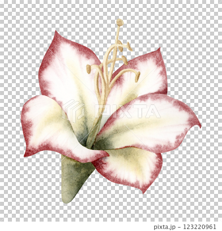 Amaryllis Flower isolated watercolor illustration in botanical style. White red green Hippeastrum symbolic winter plant hand drawn clipart for Christmas and New Year holidays and winter wedding 123220961