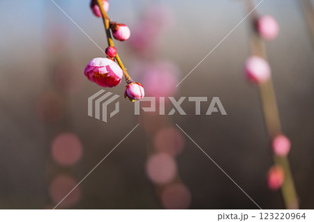 春の訪れを告げる梅の花 　曽我梅林 123220964