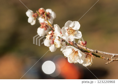 春の訪れを告げる梅の花 　曽我梅林 123220968