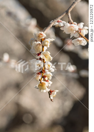 春の訪れを告げる梅の花 曽我梅林 春の訪れを告げる梅の花 曽我梅林 123220972