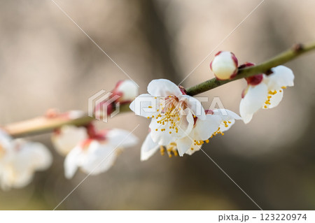 春の訪れを告げる梅の花 　曽我梅林 123220974