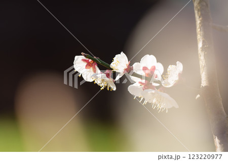 春の訪れを告げる梅の花 　曽我梅林 123220977