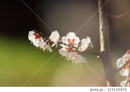 春の訪れを告げる梅の花 曽我梅林 春の訪れを告げる梅の花 曽我梅林 123220978