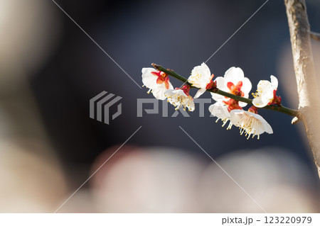 春の訪れを告げる梅の花 　曽我梅林 123220979