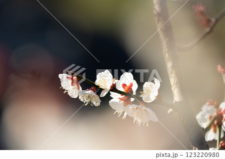 春の訪れを告げる梅の花 　曽我梅林 123220980