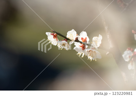 春の訪れを告げる梅の花 　曽我梅林 123220981