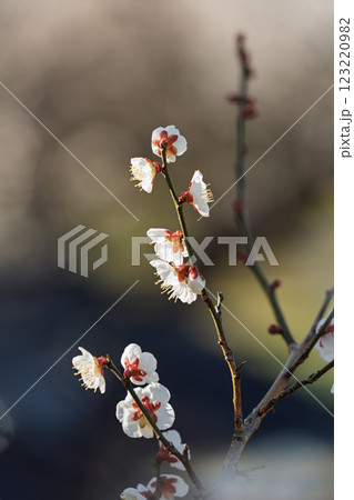 春の訪れを告げる梅の花 　曽我梅林 123220982