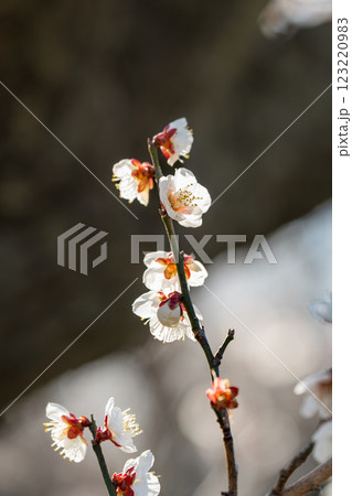 春の訪れを告げる梅の花 　曽我梅林 123220983
