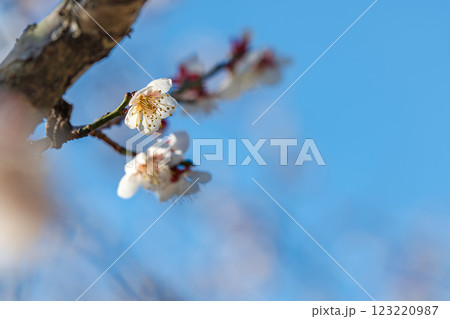 春の訪れを告げる梅の花 　曽我梅林 123220987