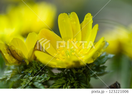 早春の光を浴びて輝くフクジュソウ 123221006