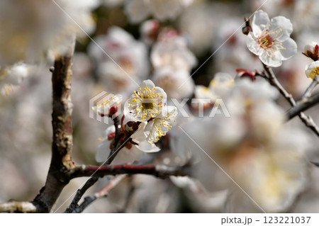 ウメの花 123221037