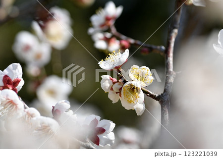 ウメの花 123221039