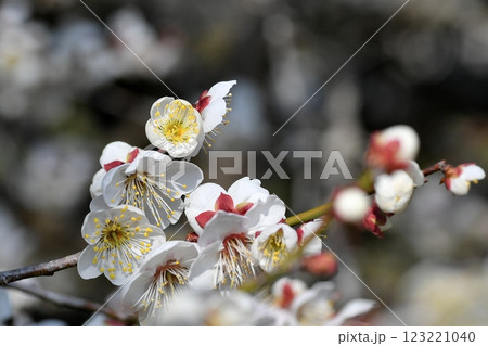 ウメの花 123221040