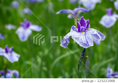 雨が止む間に咲く花菖蒲 123221066