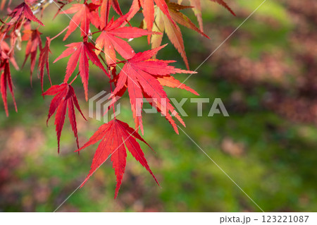 太陽に照らされるモミジ 太陽に照らされるモミジ 123221087