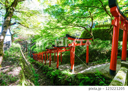 【重要伝統的建築物群保存地区】出石 新緑と有子山稲荷神社の参道3 兵庫県豊岡市 【重要伝統的建築物群保存地区】出石 新緑と有子山稲荷神社の参道3 兵庫県豊岡市 123221205