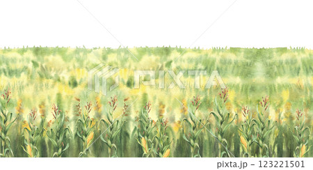 Cornfield, golden maize field watercolor painted seamless border. Landscape, farm nature view background. Agricultural field with sweet maize cobs green plant and yellow flowers. Isolated illustration 123221501