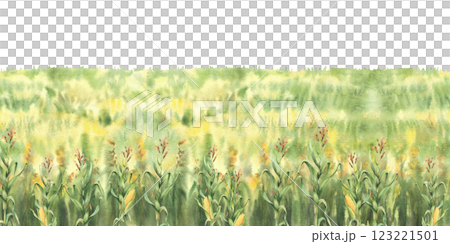 Cornfield, golden maize field watercolor painted seamless border. Landscape, farm nature view background. Agricultural field with sweet maize cobs green plant and yellow flowers. Isolated illustration 123221501