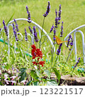 初夏の花と黄色い蝶々 123221517