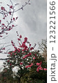 梅の花01 梅の花01 123221566