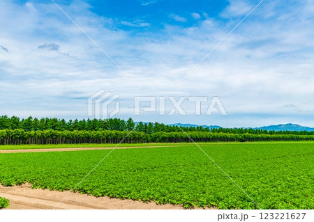 北海道 十勝の広大な農場 123221627