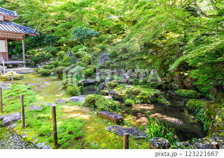 出石　初夏の沢庵寺宗鏡寺　鶴亀の庭2　兵庫県豊岡市 123221667