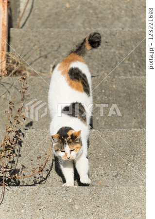 階段を下りる三毛猫 123221698