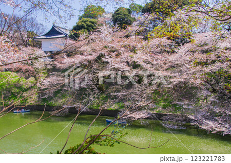 桜満開(千鳥ヶ淵-東京都) 桜満開(千鳥ヶ淵-東京都) 123221783