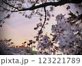 夕日に照らされる桜 123221789