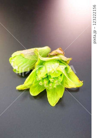 フキノトウ　ふきのとう　蕗の薹 123222156