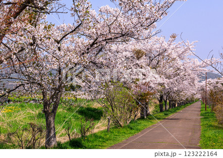 北海道伊達市、桜が咲き誇る胆振線跡地・風のメモリー【5月】 北海道伊達市、桜が咲き誇る胆振線跡地・風のメモリー【5月】 123222164