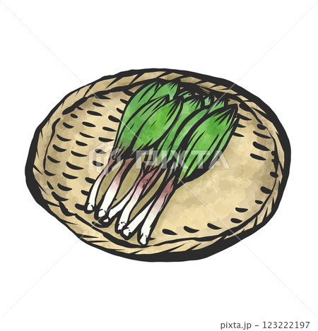 行者ニンニクの手描き筆絵風イラスト 123222197