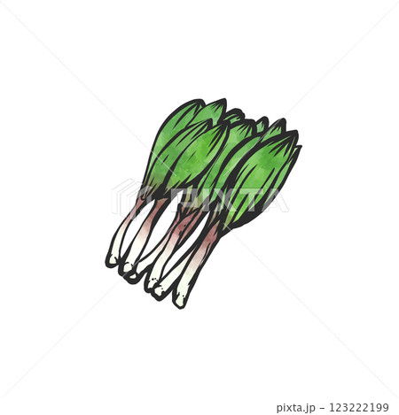 行者ニンニクの手描き筆絵風イラスト 123222199