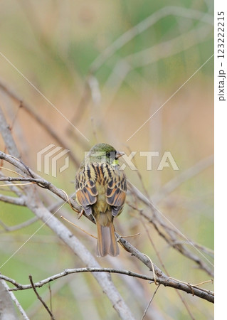 アオジ（雄） 123222215