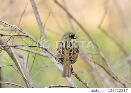 アオジ(雄) アオジ(雄) 123222217