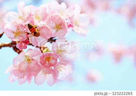 満開の河津桜の蜜を吸う蜂　春のイメージ背景 123222265