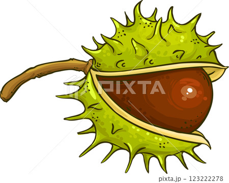 Chestnut Nut Colored Detailed Illustration Chestnut Nut Colored Detailed Illustration 123222278