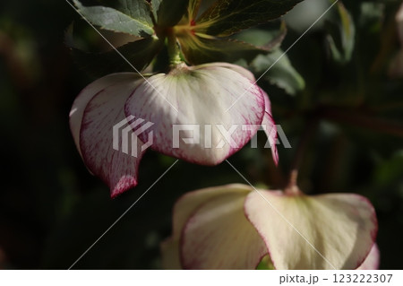 冬の庭に咲く白いクリスマスローズ（ヘレボルス）の花 123222307