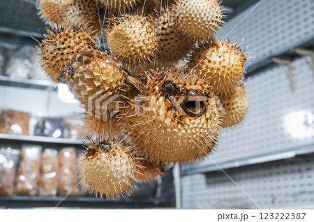 souvenir stuffed dried puffer fish at Asian market in Vietnam 123222387