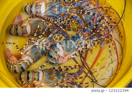 catch of fresh lobsters at seafood street market in Asia 123222394