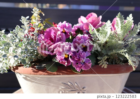 フリルパンジーの寄せ植え フリルパンジーの寄せ植え 123222583